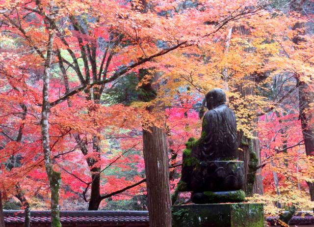 佛通寺のもみじ、見頃ピークに