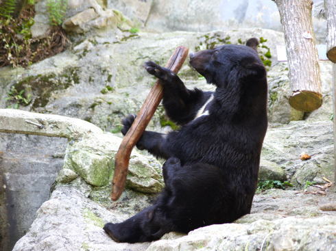 安佐動物公園 ツキノワグマ