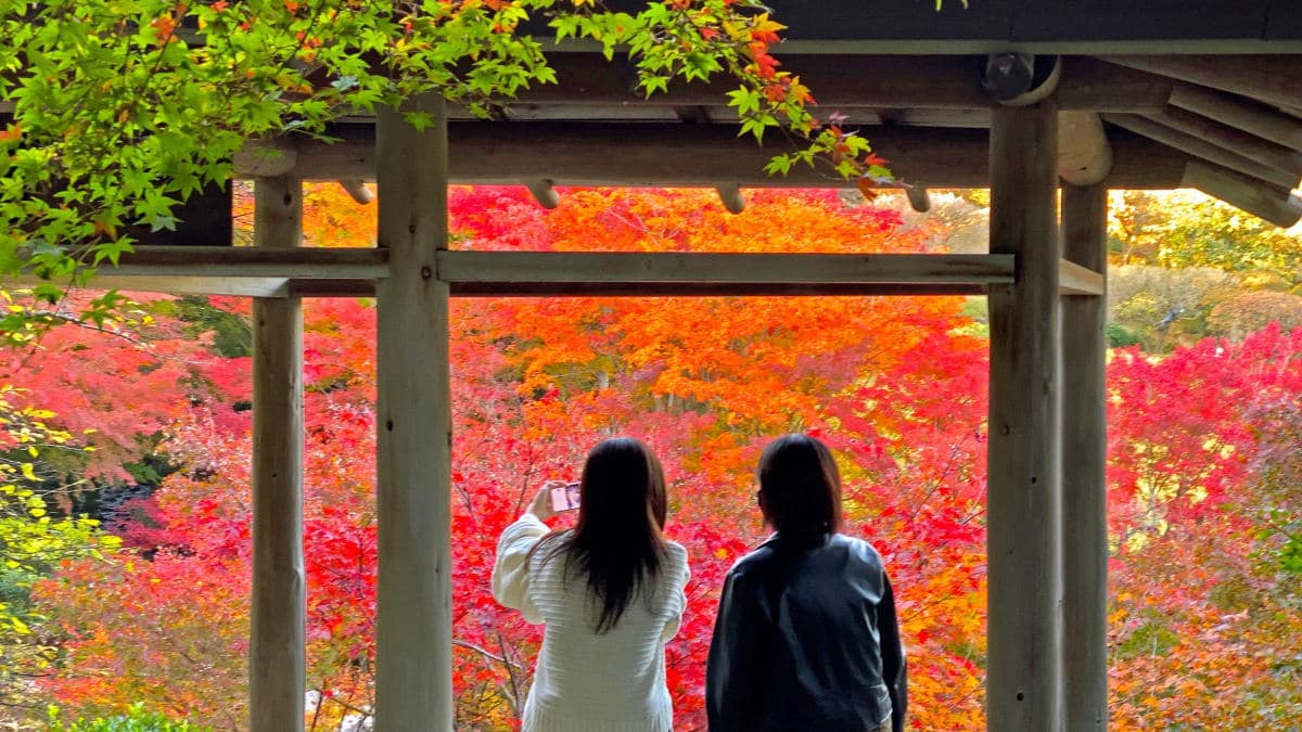 三景園もみじまつりスタート、ライトアップ夜間開園も