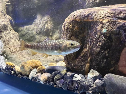 シン・マリホ水族館 ゴギの画像