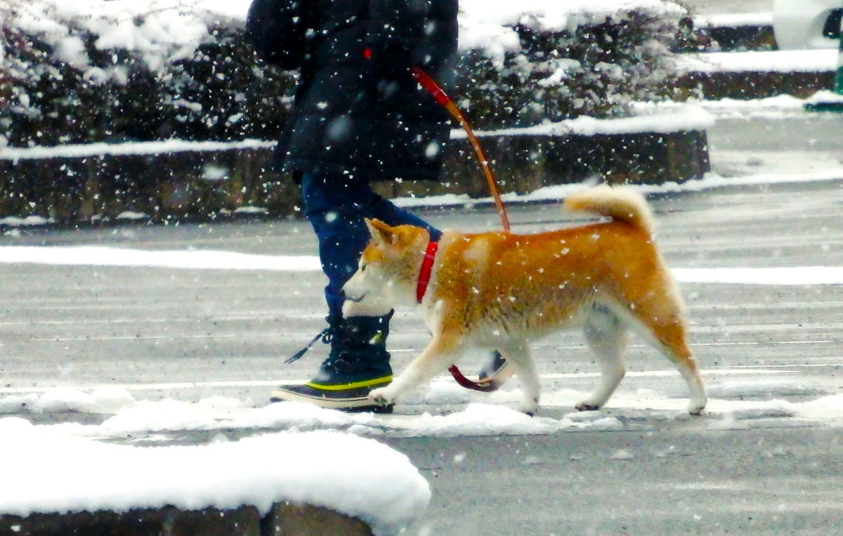 この冬最強寒波、成人の日直撃 広島にも大雪の可能性「大雪時の外出控えて」