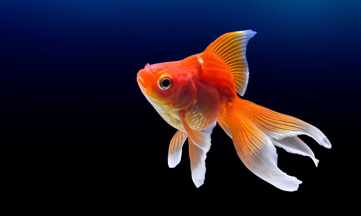 幻想的な世界へ!金魚のアクアリウム、ジアウトレット広島で開催中