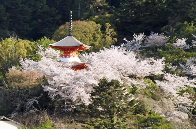 宮島の桜が見頃へ、満開ピークは今週いっぱい