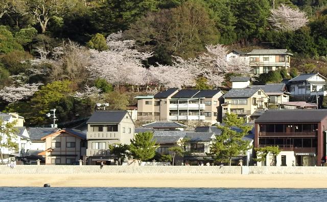 宮島の桜スポットが見頃、光明院周辺で