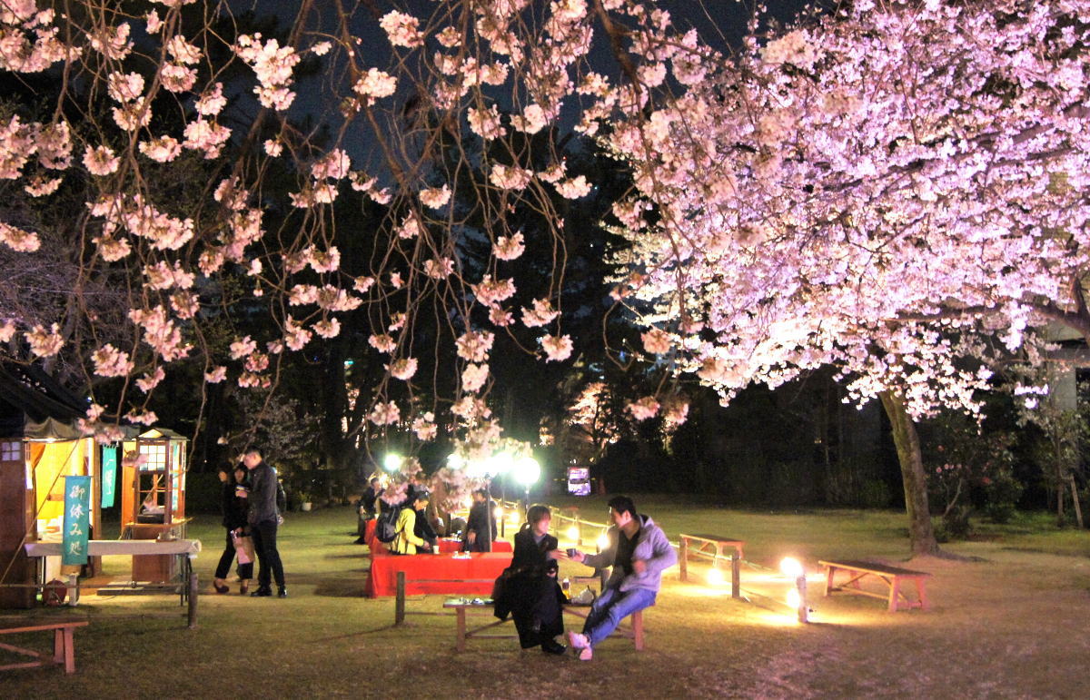 10日間の夜桜ライトアップ！広島の桜スポット 縮景園が夜間特別開園