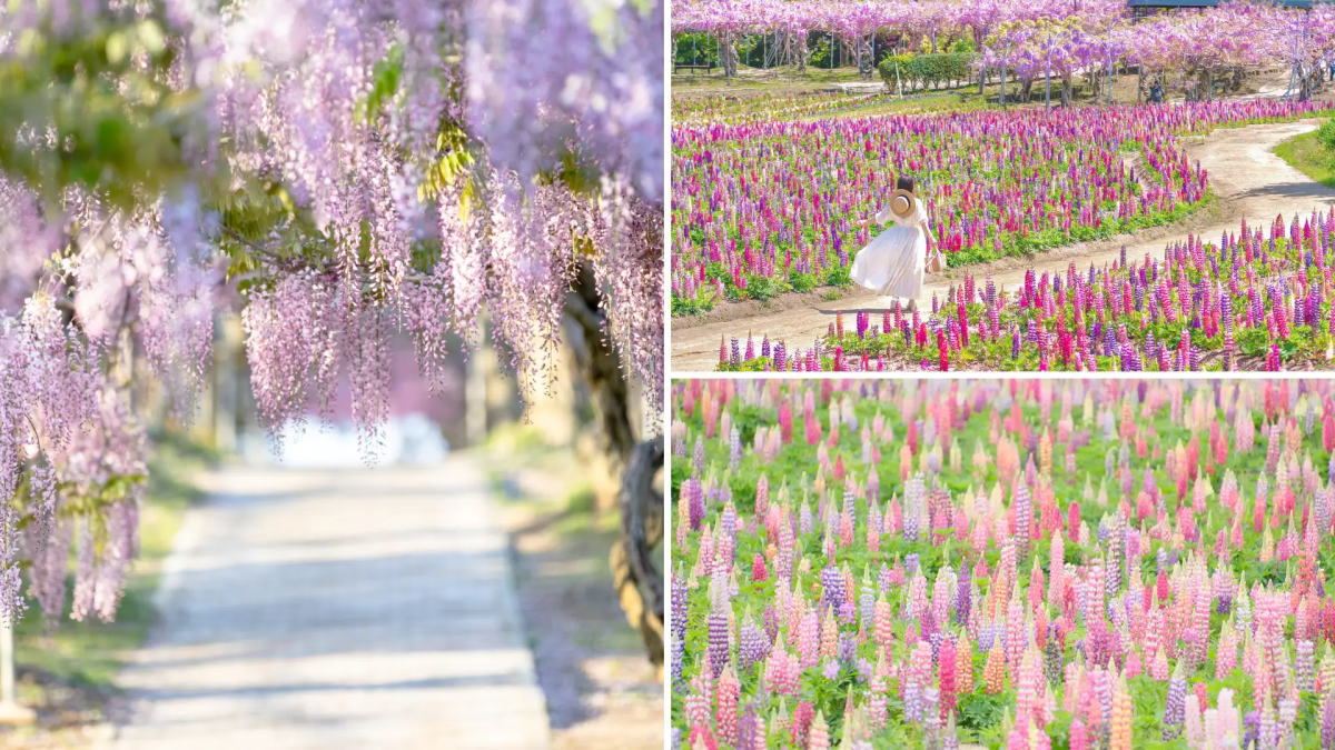 ふじとルピナスまつり開催、7日間限定ライトアップで非日常体験