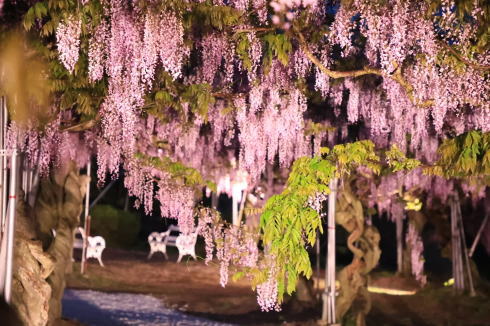 せらふじ園 ライトアップの様子