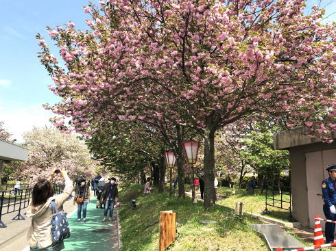 花のまわりみち 画像2