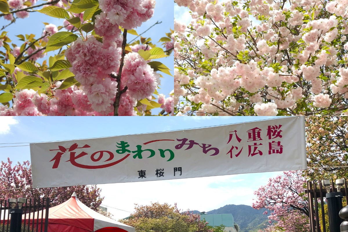 7日間限定「花のまわりみち 広島」、八重桜の園へ