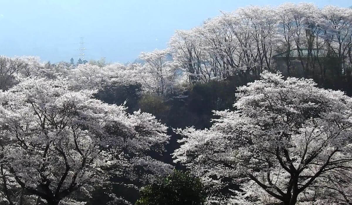 【驚いた】穴場の桜スポット!岩国市美和エリアの「さくら街道」がヤバかった