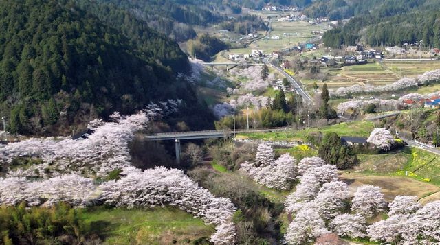 岩国・美和エリアは桜天国「さくら街道」がすごいぞ