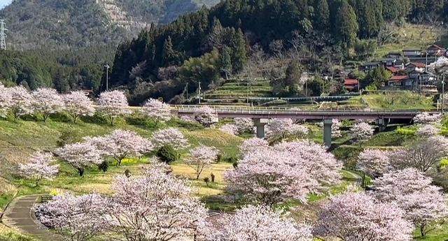 美和のさくら街道「がんね白滝公園」