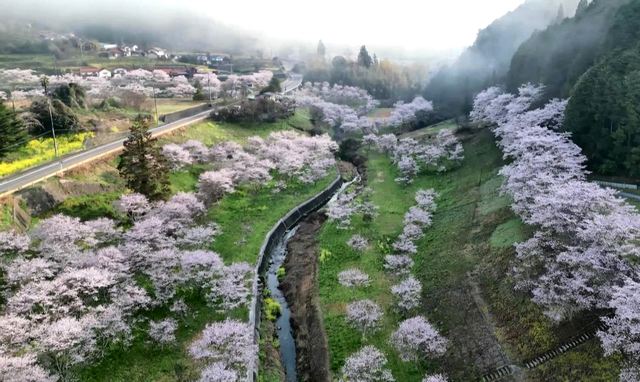 桜が満開でピンクに染まる、岩国市美和エリア
