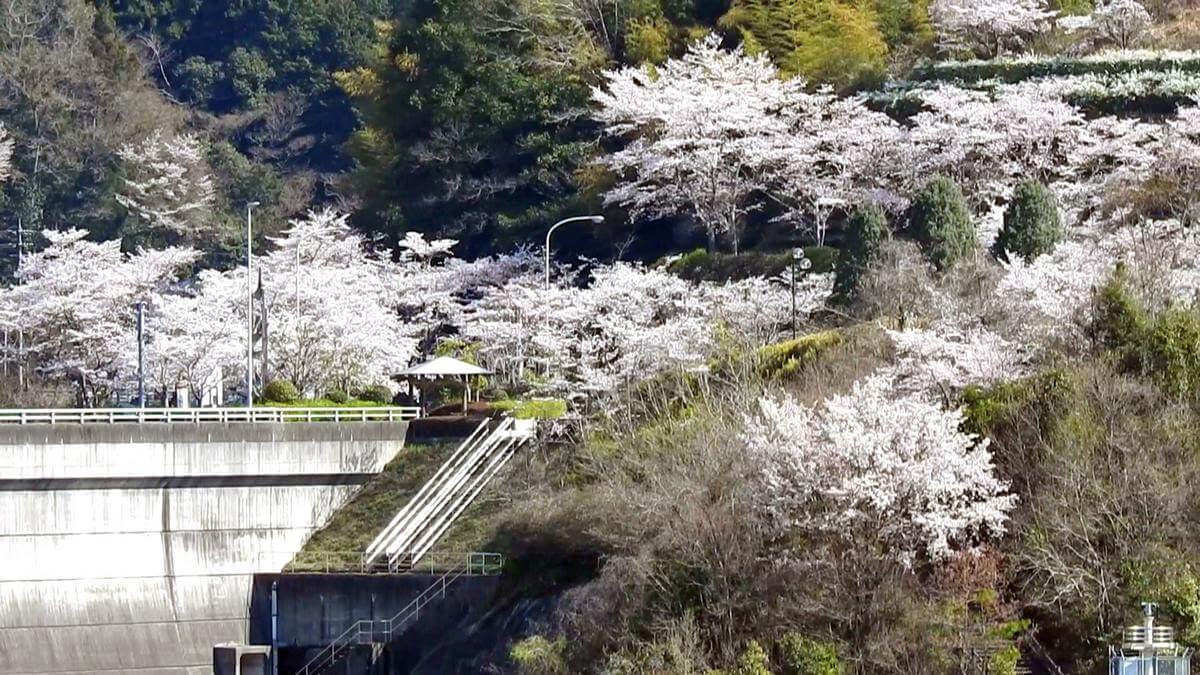弥栄ダムの桜が満開！小瀬川の桜が見頃へ（広島県大竹市）