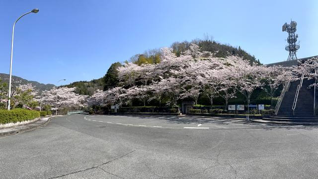 弥栄ダムの桜 2026満開時の様子