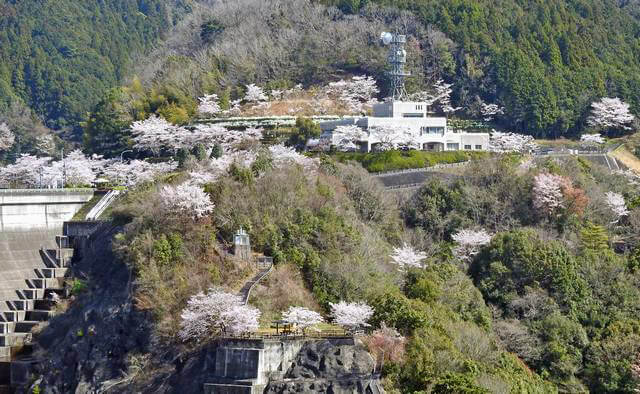 弥栄ダム管理所（広島県大竹市）の周辺を埋め尽くす桜2026