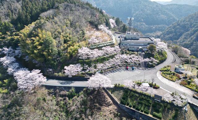 弥栄ダム管理所（広島県大竹市）の周辺を埋め尽くす桜