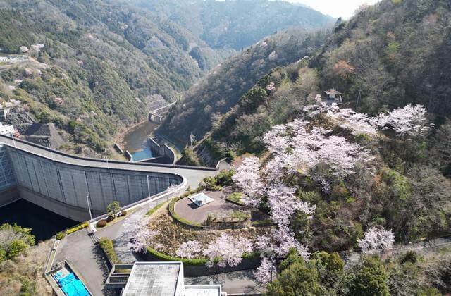 桜が満開になった弥栄ダム展望台