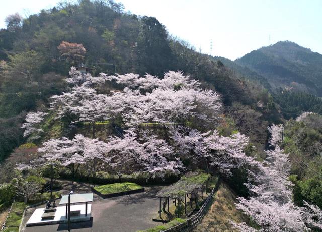 弥栄ダム展望台の桜が満開で見頃