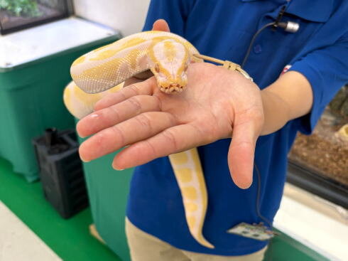 福山天満屋 夏休みふれあい動物園