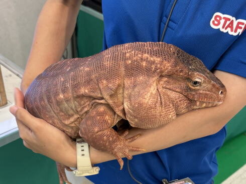 福山天満屋 夏休みふれあい動物園 ふれあいイベントイメージ