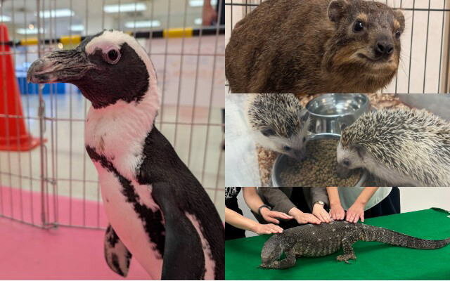 福山天満屋 夏休みふれあい動物園 館内の様子