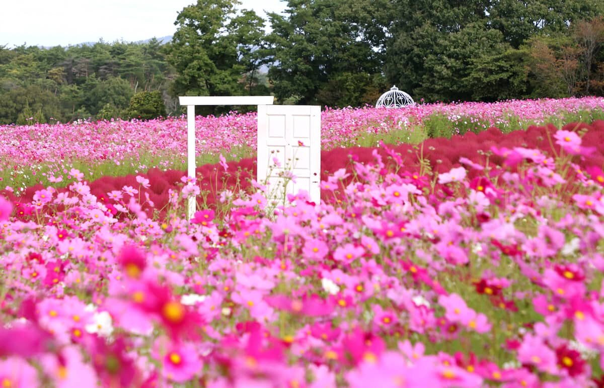世羅でコキアとコスモスが華やかに!ライムグリーンから赤へと紅葉する秋の絶景、見頃は
