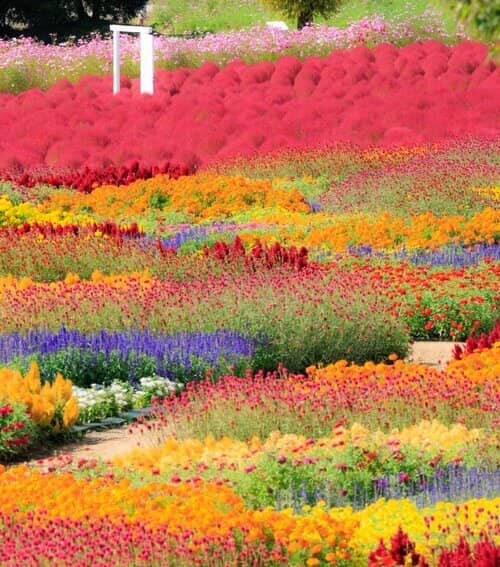 色鮮やかな秋の絶景が楽しめる、広島県・世羅「花夢の里」