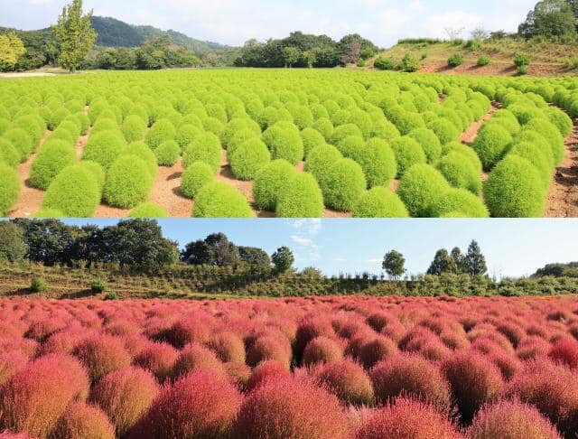 世羅のコキア、8月末から10月にかけて紅葉!見頃は9月末から10月にかけて