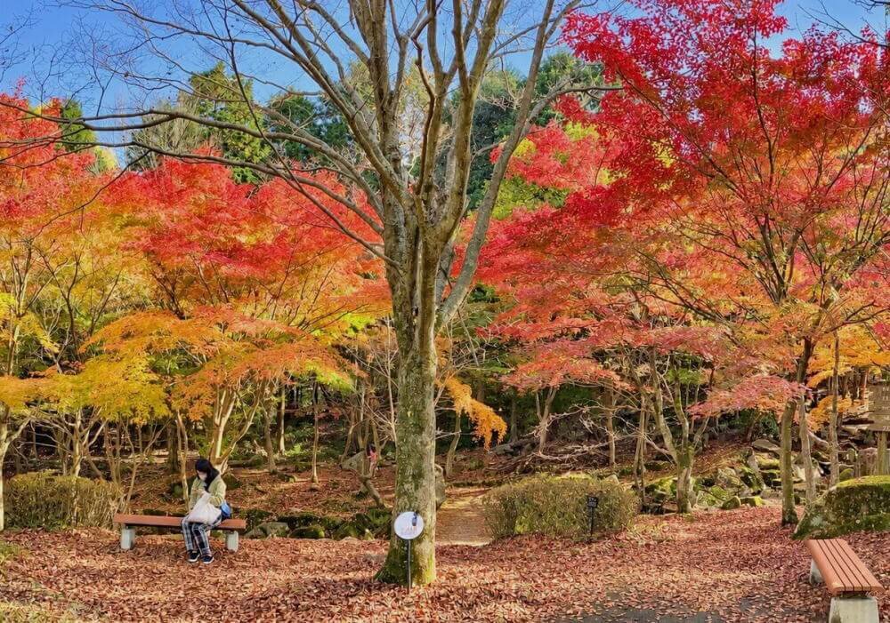 広すぎ!見応えがスゴい紅葉スポット、広島県緑化センターで「もみじ祭り」始まる