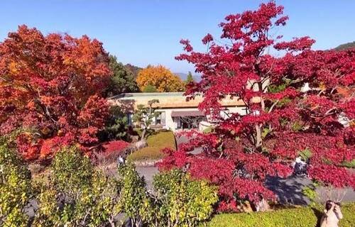 広島県緑化センターの紅葉、過去の見頃の時のようす