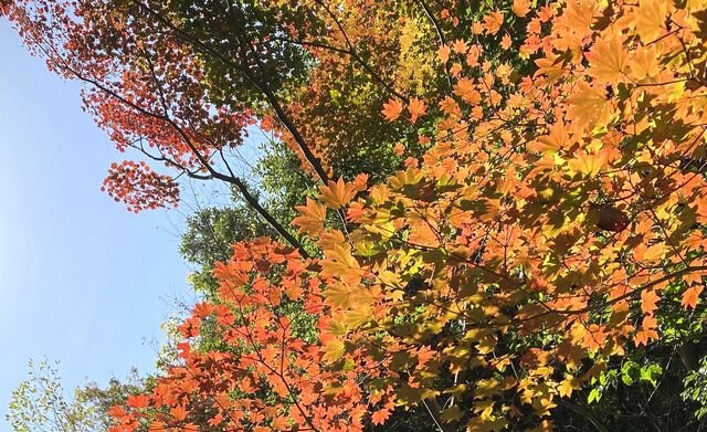 心が洗われるような広大な自然と紅葉が美しい、広島県緑化センター