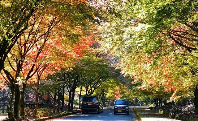 広島県緑化センターの紅葉が見応えあり!駐車場までの道のりも紅葉のトンネルが