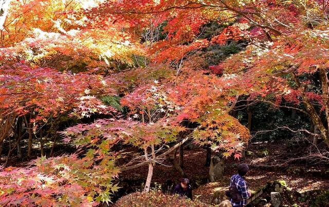 広島県緑化センター、紅葉狩りなら「もみじ谷」はお見逃しなく