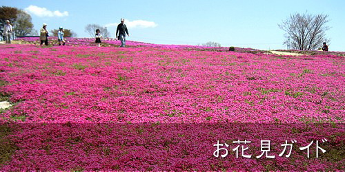 広島の「お花見」スポット一覧